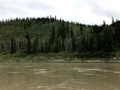 Aspen-running-canker-Upper-Yukon-River-Alaska