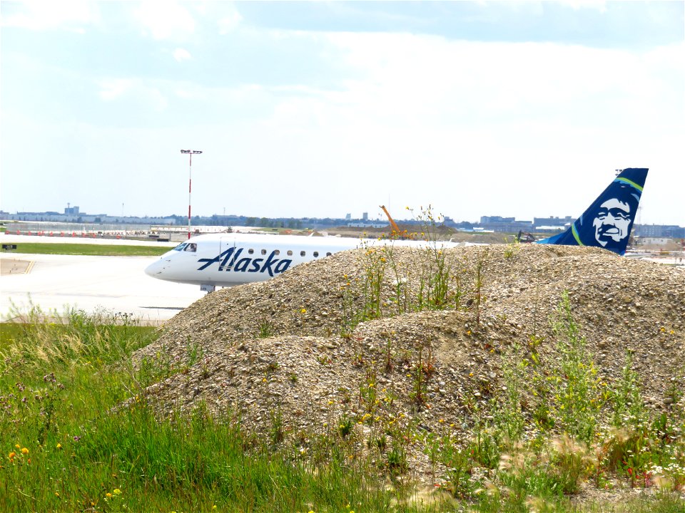 Peekaboo with Alaska at YYC