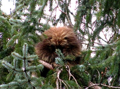 Porcupine-Sitka-Spruce-Tongass photo