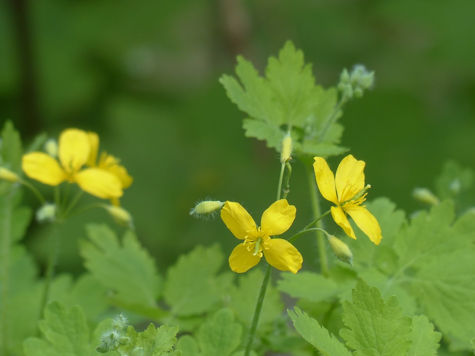 Yellow capsules plant