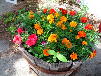 A whole barrel of colour