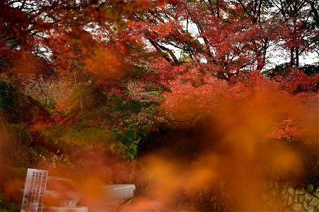 京都龍安寺/Kyoto Ryoanji