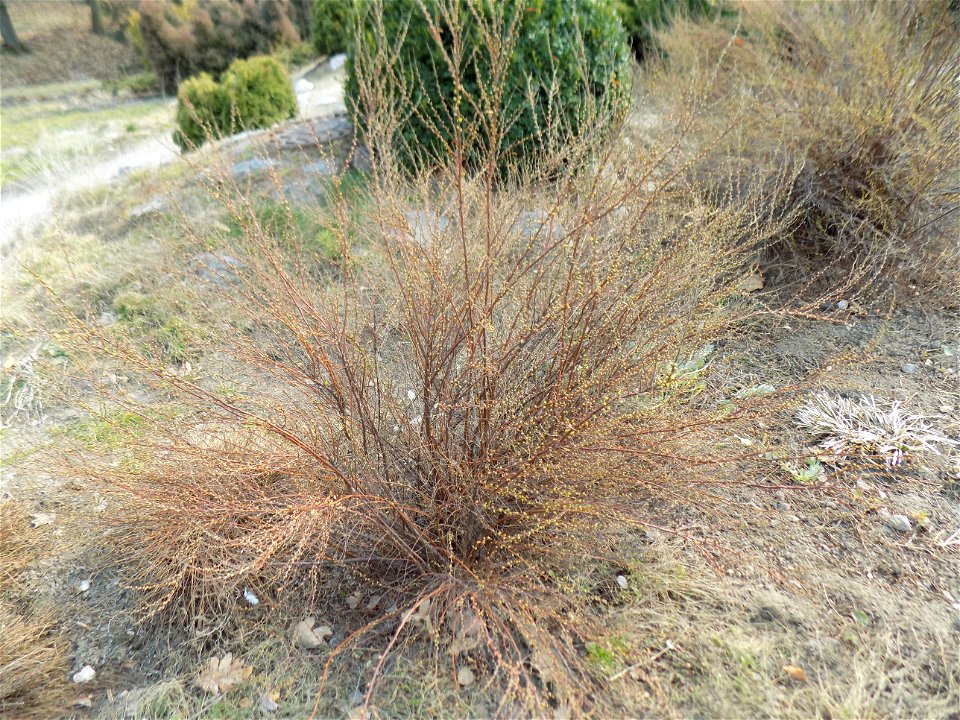 Hryshko National Botanical Garden
