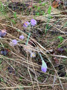 Wild Crocus seen on today's walk.