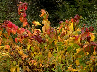 Hryshko National Botanical Garden photo