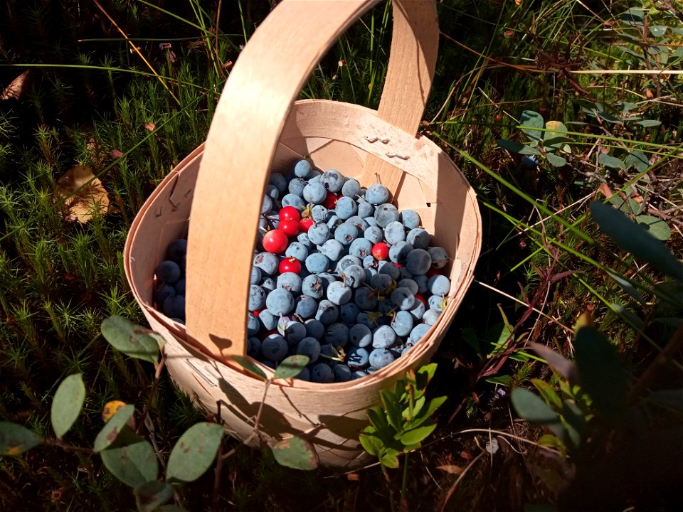 Punnet of berries