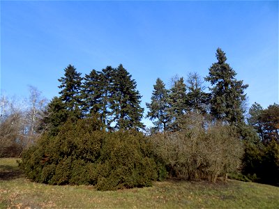 Hryshko National Botanical Garden photo