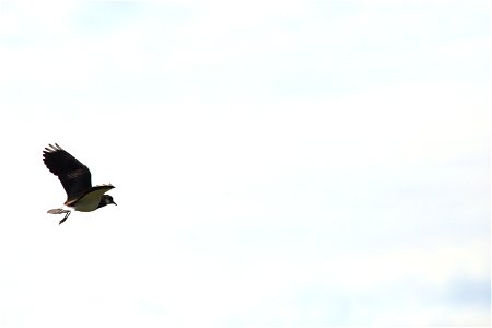 Lapwing