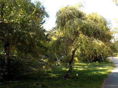 Hryshko National Botanical Garden photo