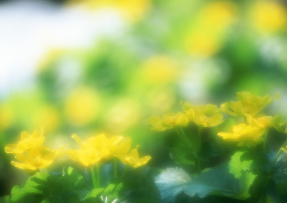 Blur Effect yellow flower