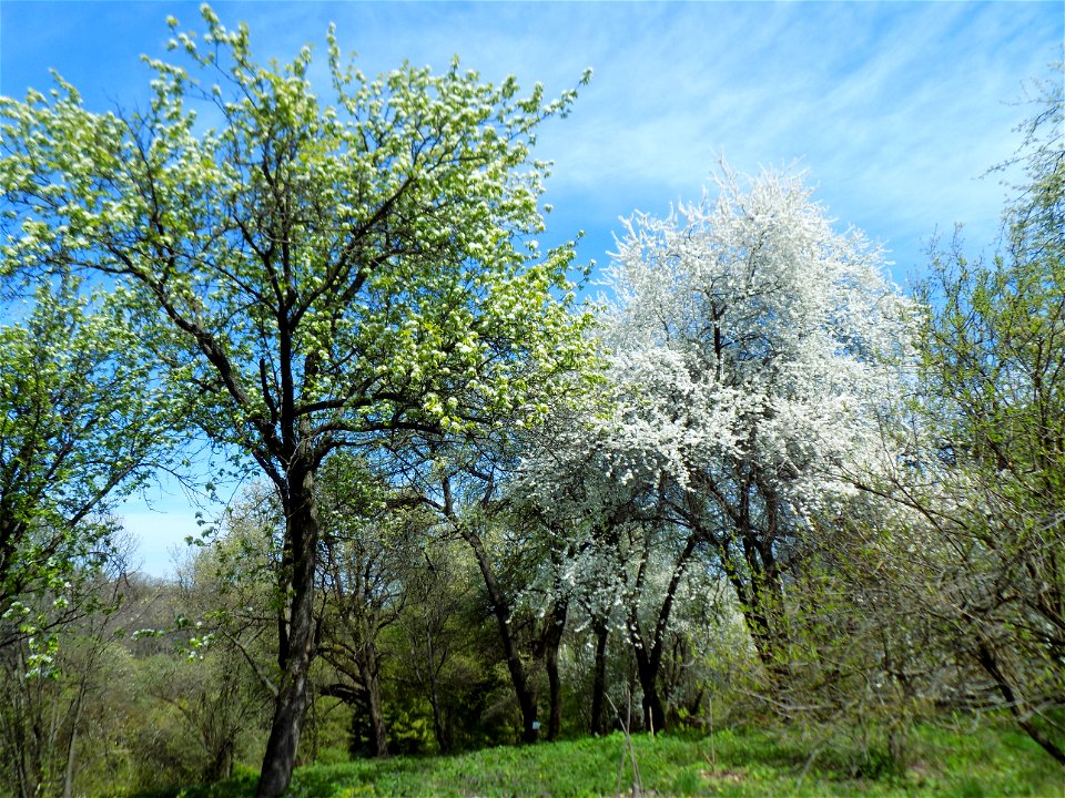 Hryshko National Botanical Garden