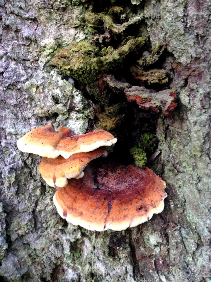 Phaeolus-schweinitzii-fresh-on-stem-wound-Tongass