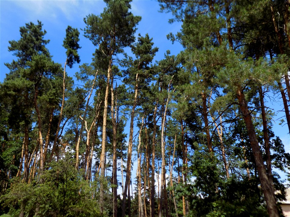 Hryshko National Botanical Garden photo