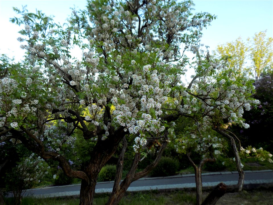 Hryshko National Botanical Garden