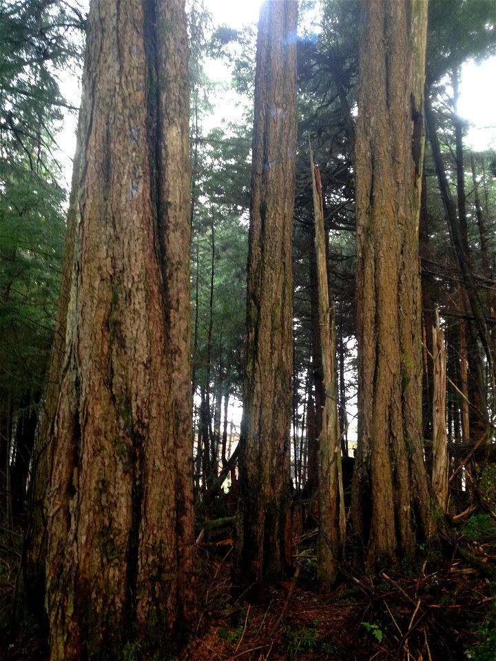 Hemlock-fluting-Tongass-2