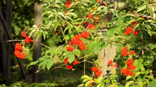 Hryshko National Botanical Garden photo