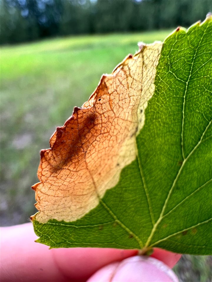 Late-birch-leaf-edgeminer-in-mine-Alaska