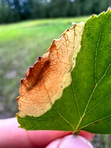 Late-birch-leaf-edgeminer-in-mine-Alaska