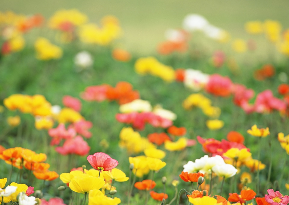 Wild flowers in the field