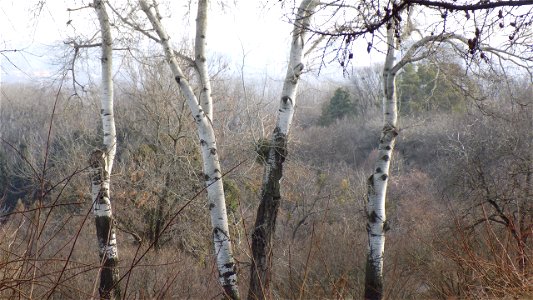 Hryshko National Botanical Garden photo