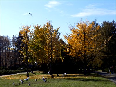 Hryshko National Botanical Garden
