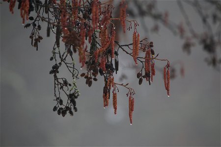 Catkins and cones photo