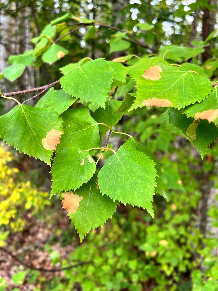 Birch-leafminer-damage-Alaska