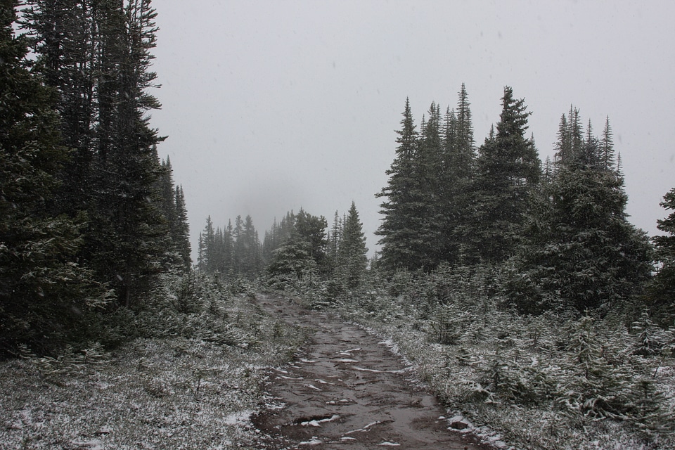 Snow capped mountains and fir trees on Bald Hills photo