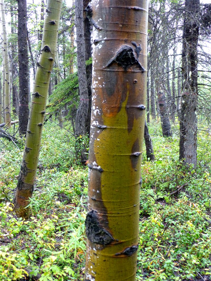 Aspen-running-canker-colorful-lesion-Alaska-1