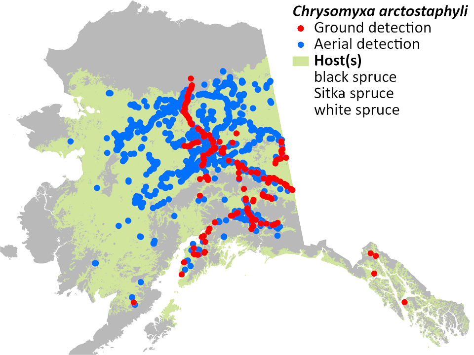 Spruce-broom-rust-Chrysomyxa-arctosphyli-cumulative-detection-map-2022-Alaska