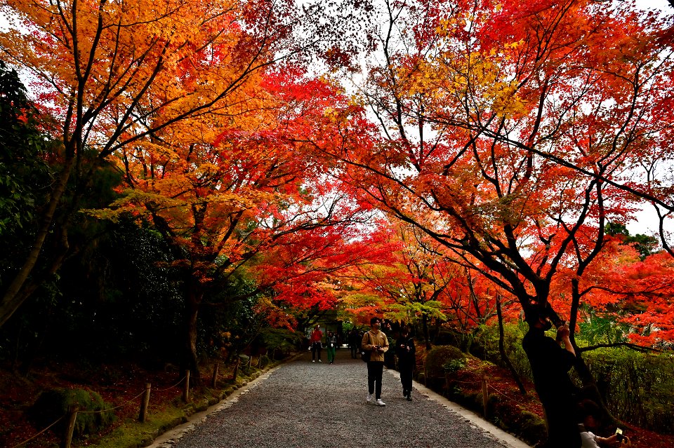 京都龍安寺/Kyoto Ryoanji