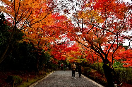 京都龍安寺/Kyoto Ryoanji
