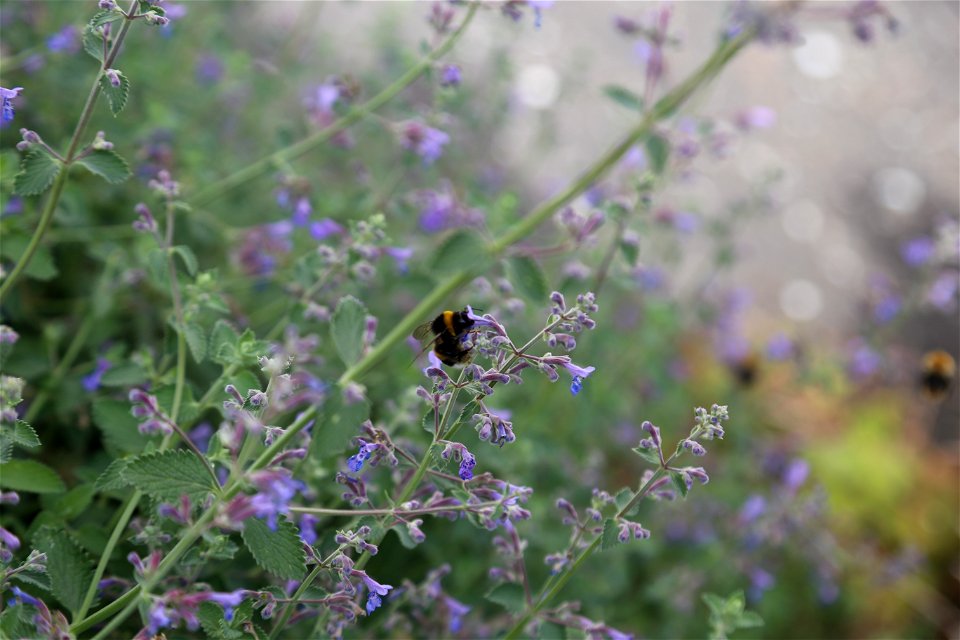 Bumble-bee at melissa