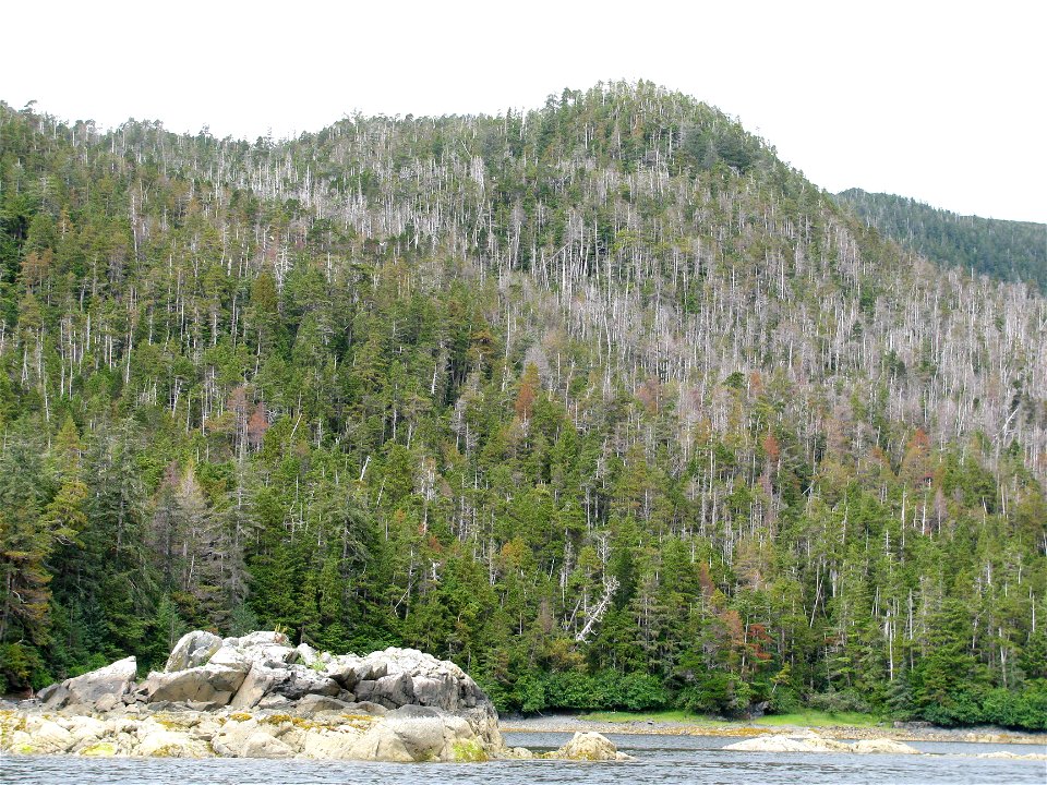 Yellow-cedar-decline-Slocum-Arm-Chichagof-Island-Tongass-1