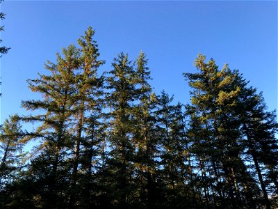 Spruce-discoloration-2018-Tongass-2