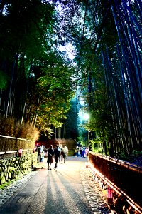 嵐山と竹林の小径 / Kyoto Arashiyama and Bamboo forest path