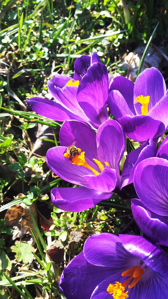 Bumble Bee on First Spring Flowers