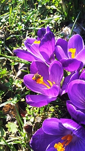 Bumble Bee on First Spring Flowers photo