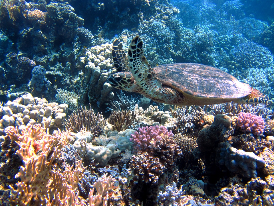 Meeresbewohner underwater red sea
