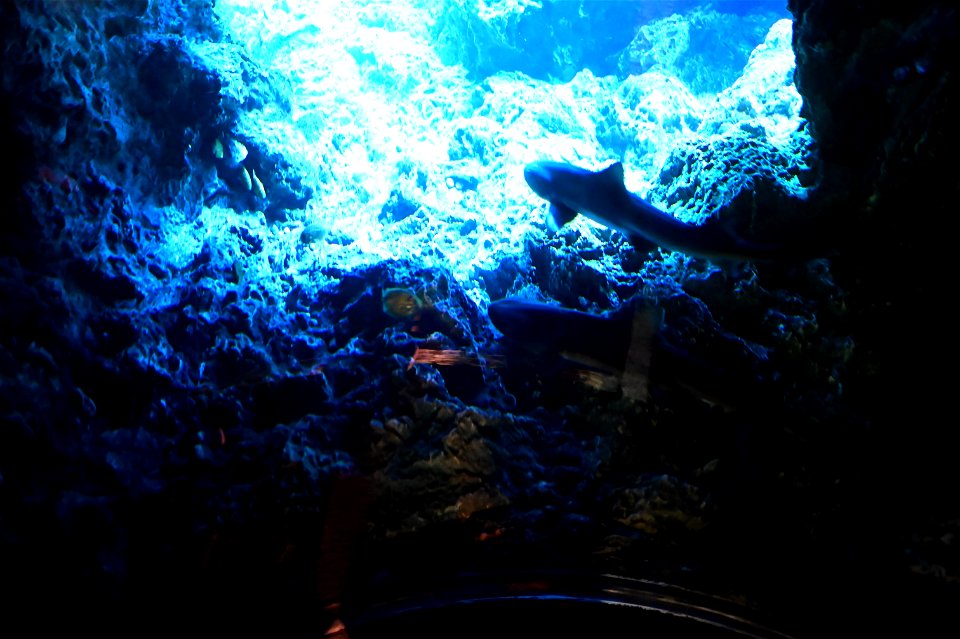 京都水族館 / Kyoto Aquarium