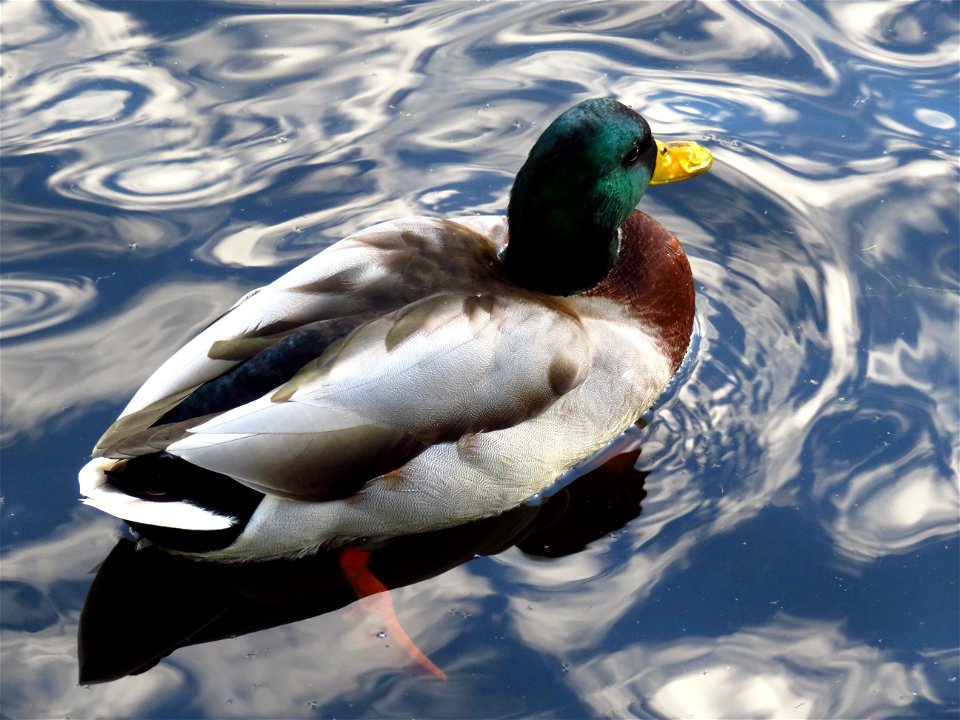 Beacon Hill Park Duck
