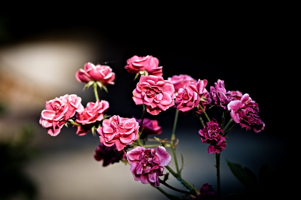 Roses