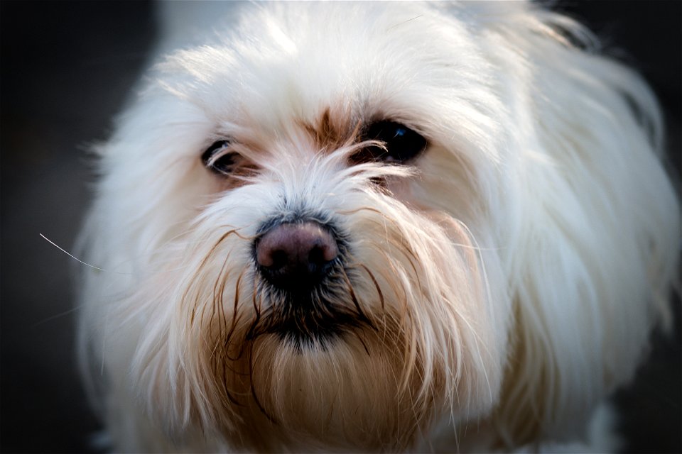 White dog