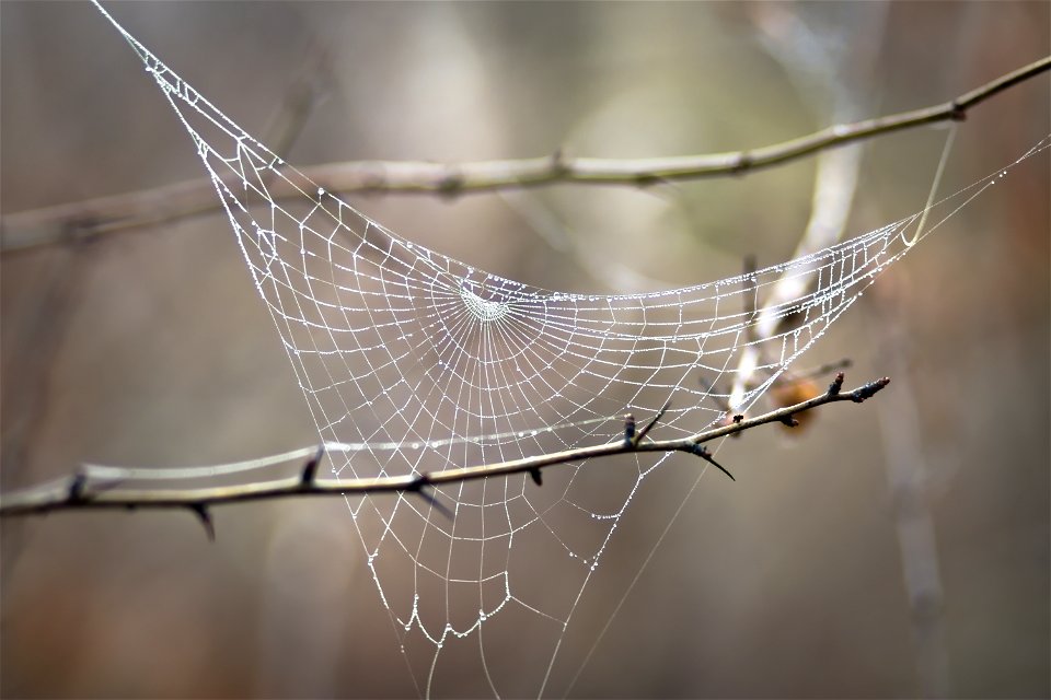Spider web
