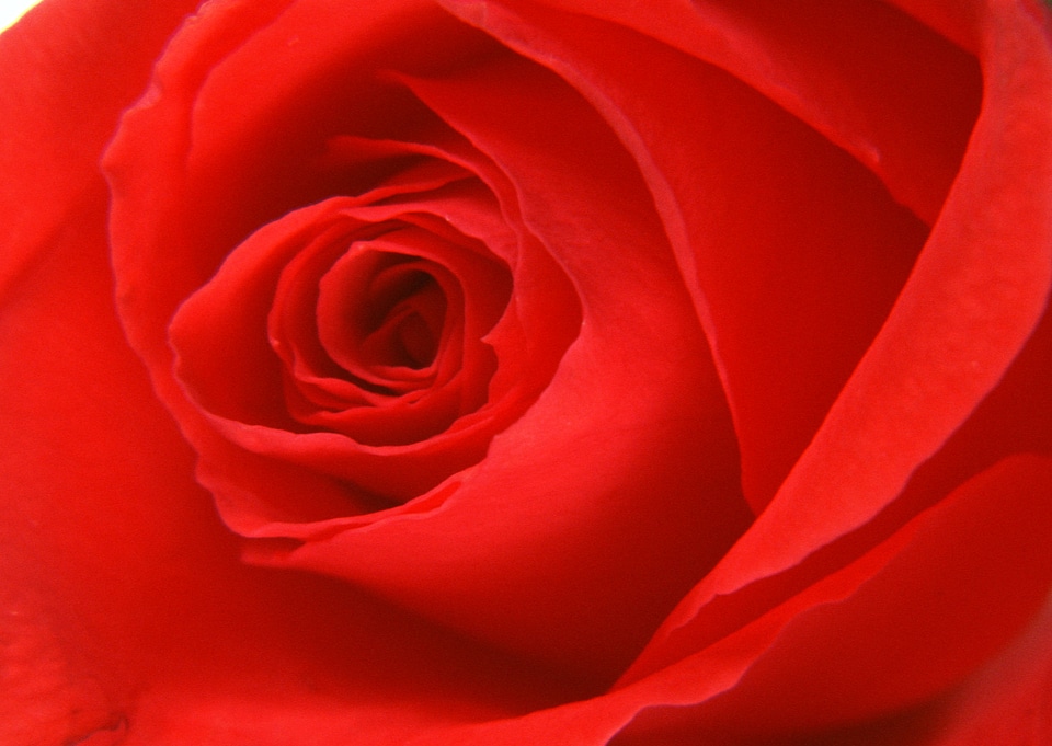Macro image of red rose