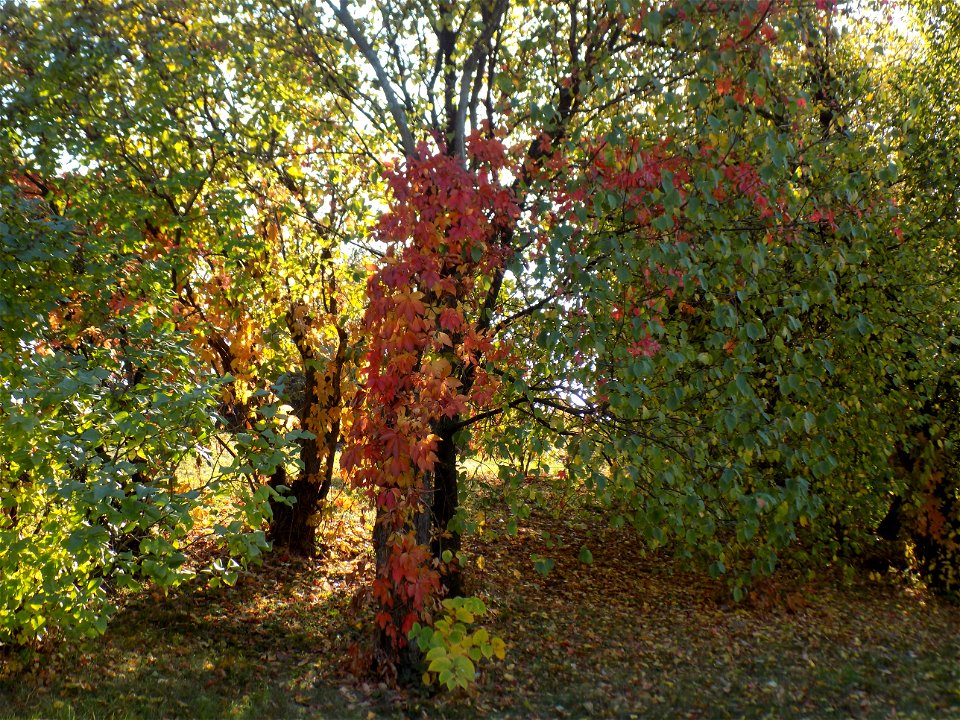 Hryshko National Botanical Garden