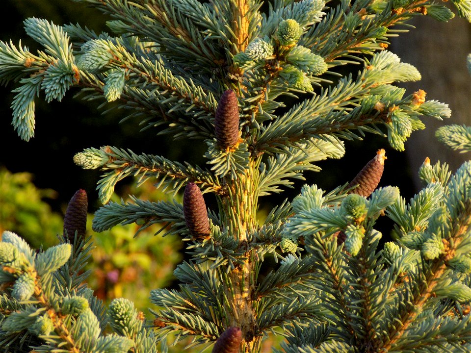 Hryshko National Botanical Garden photo