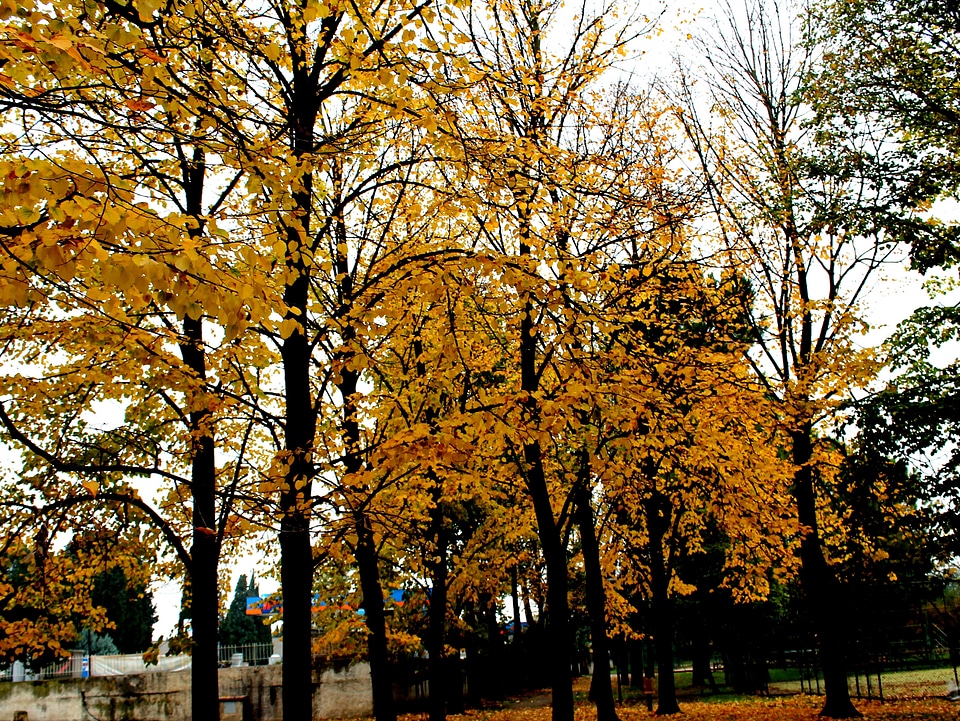 Park nature plants