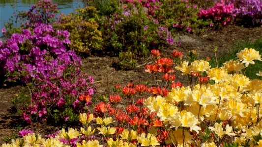 Hryshko National Botanical Garden photo