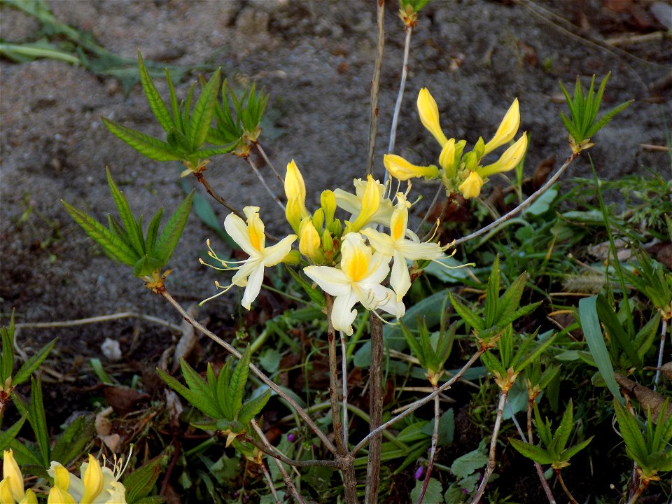 Hryshko National Botanical Garden photo